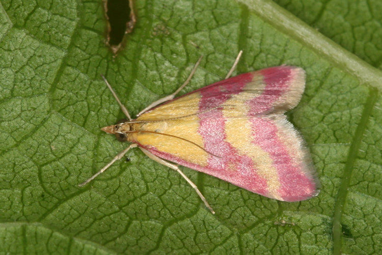 Pyrausta sanguinalis: Bild 1