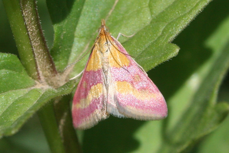 Pyrausta sanguinalis: Bild 3