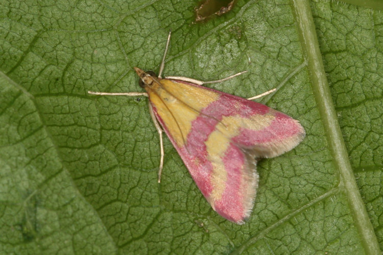 Pyrausta sanguinalis: Bild 2