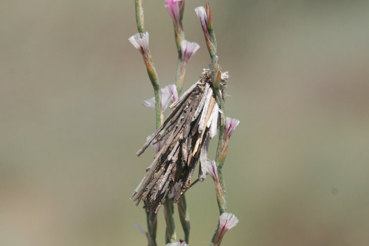 Pachythelia villosella: Bild 2