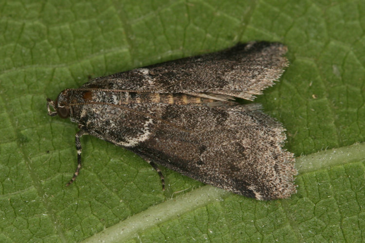 Acrobasis sp.: Bild 1