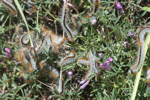 Malacosoma castrensis kirghisica: Bild 11