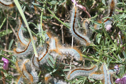 Malacosoma castrensis kirghisica: Bild 12