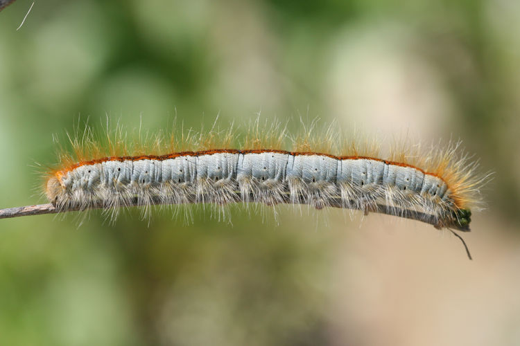 Malacosoma castrensis kirghisica: Bild 2