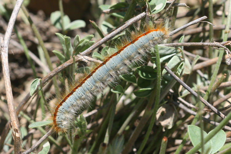 Malacosoma castrensis kirghisica: Bild 3