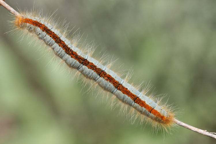 Malacosoma castrensis kirghisica: Bild 4