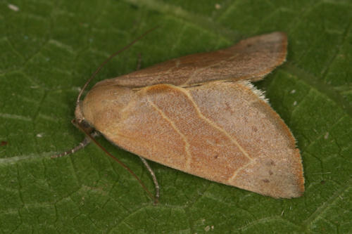 Arcyophora dentula: Bild 1
