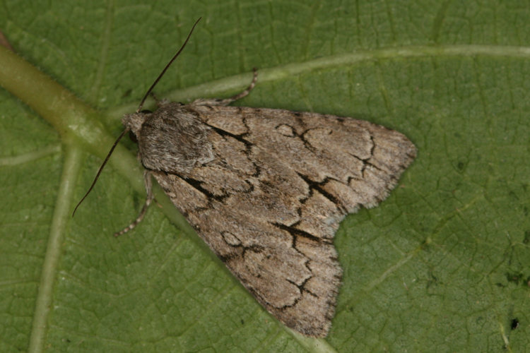 Acronicta sp.: Bild 1