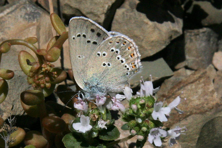 Satyrium ledereri: Bild 17