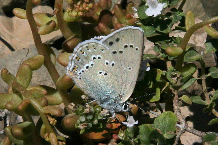 Satyrium ledereri: Bild 18