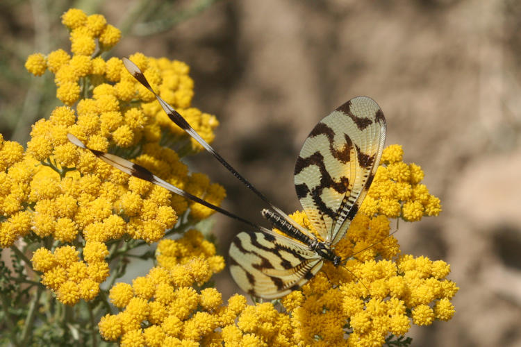 Nemoptera sinuata: Bild 1