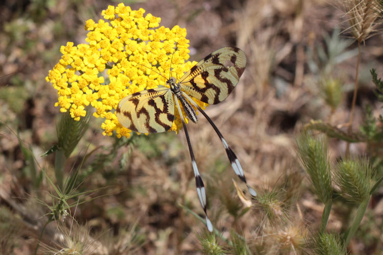 Nemoptera sinuata: Bild 2