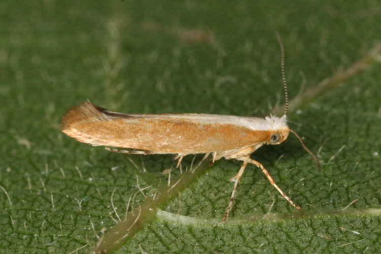 Argyresthia albistria: Bild 1