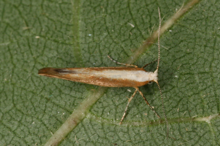 Argyresthia albistria: Bild 2