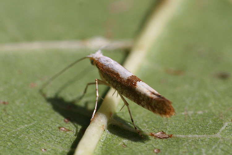 Argyresthia pruniella: Bild 3