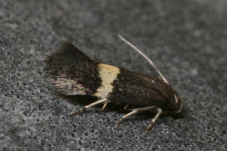 Elachista chrysodesmella: Bild 1