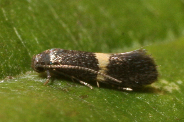 Elachista chrysodesmella: Bild 2