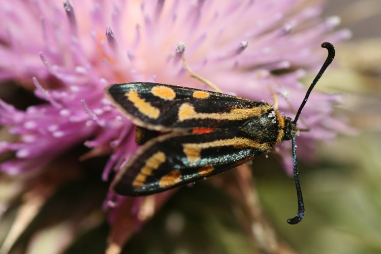 Zygaena johannae: Bild 1