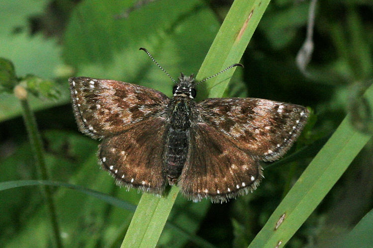 Erynnis tages: Bild 18