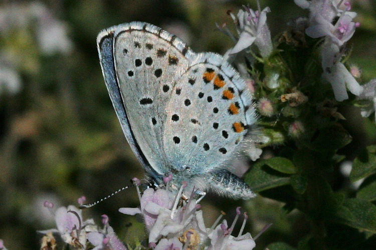 Pseudophilotes vicrama schiffermuelleri: Bild 26