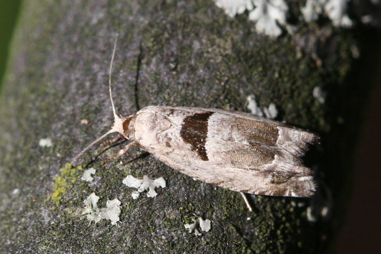 Epinotia ramella: Bild 1