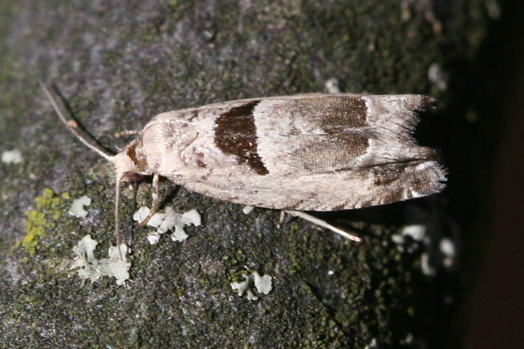 Epinotia ramella: Bild 2