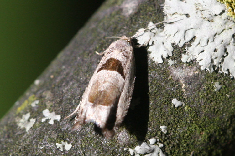 Epinotia ramella: Bild 3