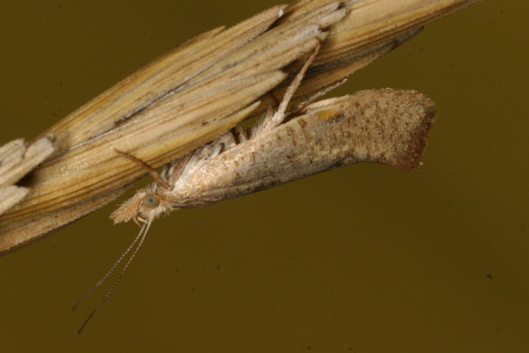 Ypsolopha alpella: Bild 1