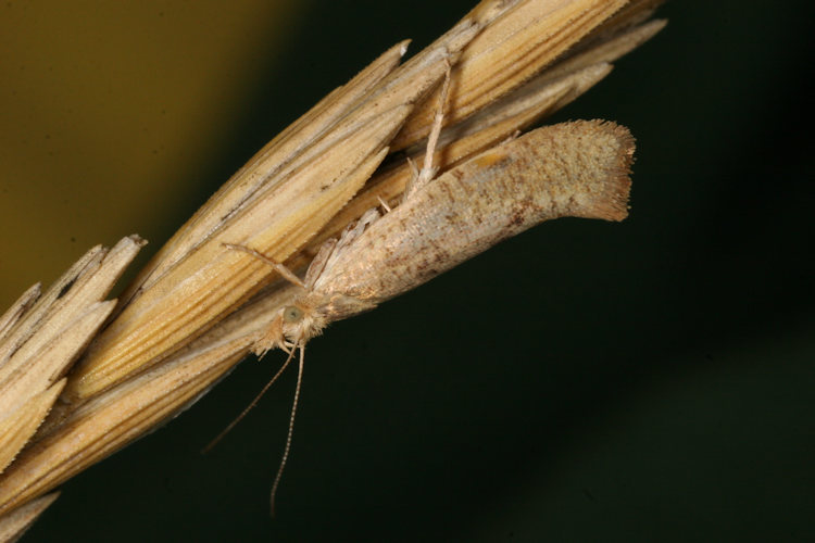 Ypsolopha alpella: Bild 2