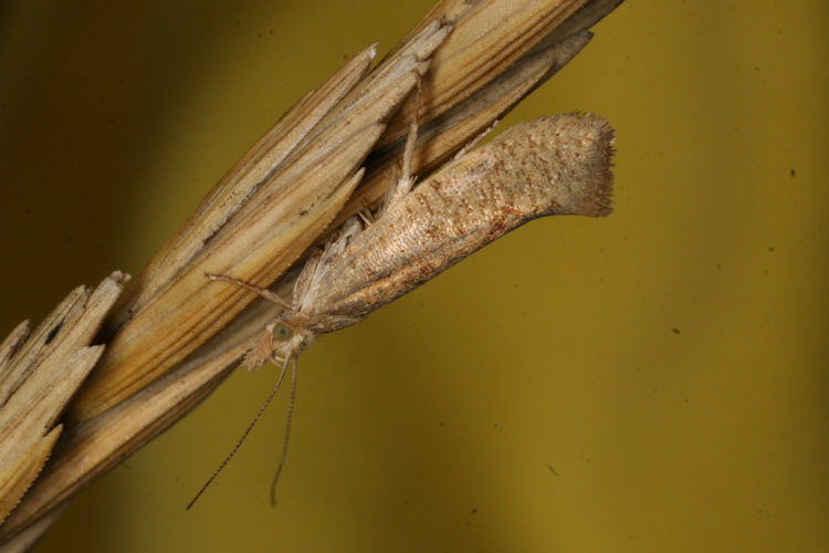 Ypsolopha alpella: Bild 3