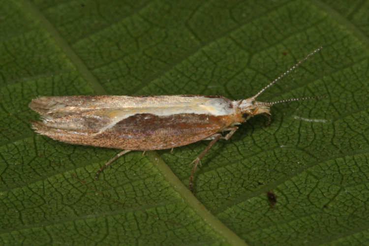 Ypsolopha dentella: Bild 1