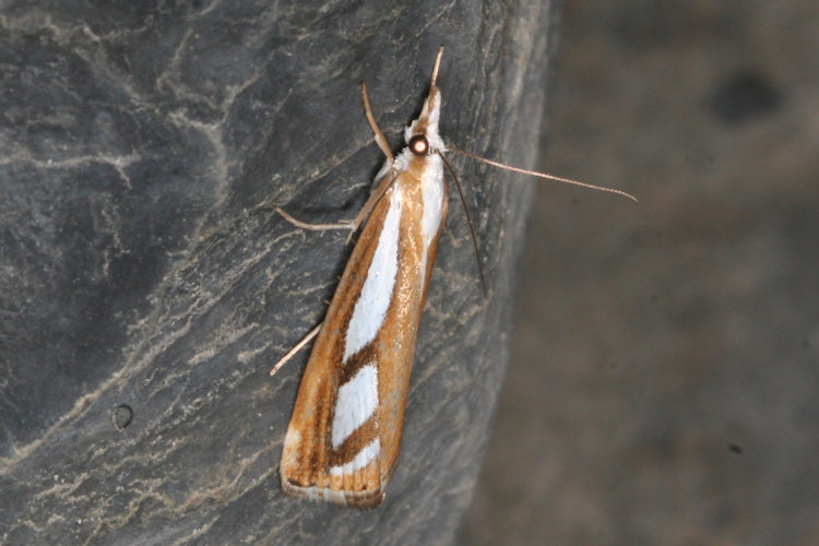 Catoptria permutatellus / myella: Bild 3