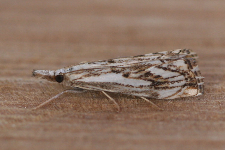 Catoptria falsella: Bild 2