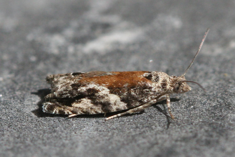 Epinotia nisella: Bild 1