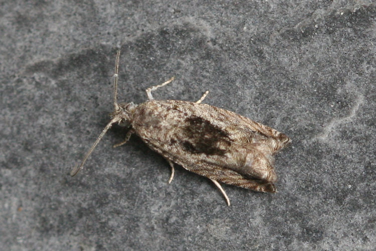 Epinotia nisella: Bild 3