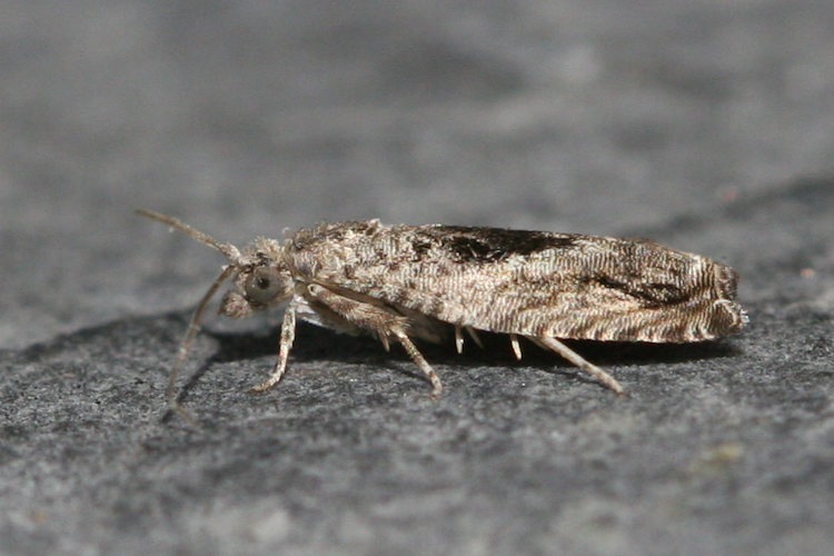 Epinotia nisella: Bild 4