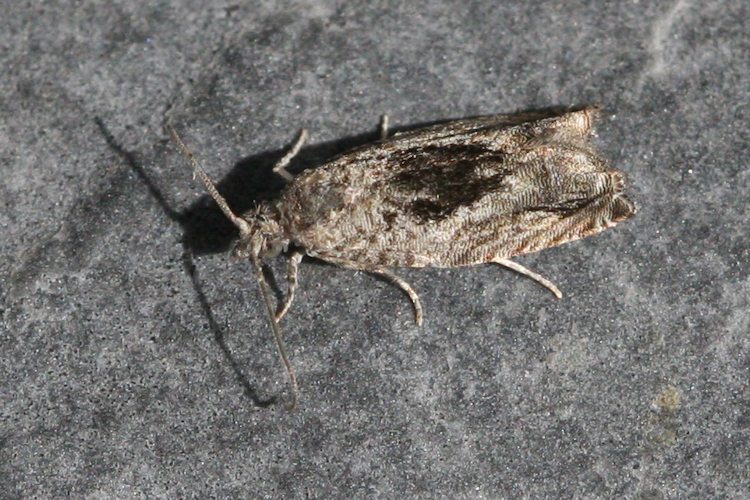 Epinotia nisella: Bild 5