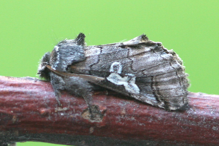 Diloba caeruleocephala: Bild 3