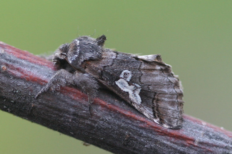 Diloba caeruleocephala: Bild 4