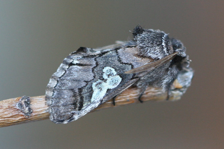 Diloba caeruleocephala: Bild 5