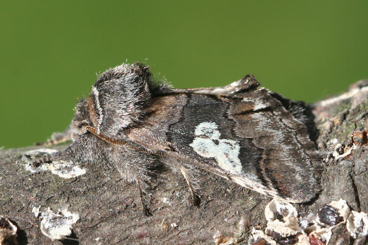 Diloba caeruleocephala: Bild 6