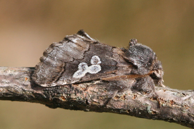 Diloba caeruleocephala: Bild 7