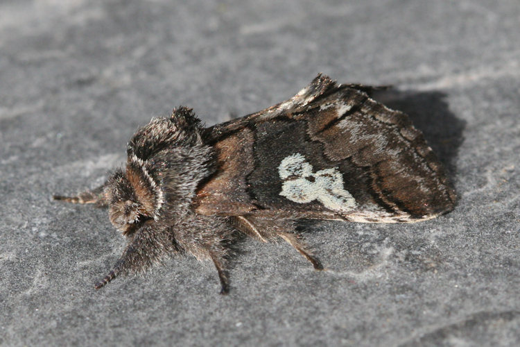 Diloba caeruleocephala: Bild 8