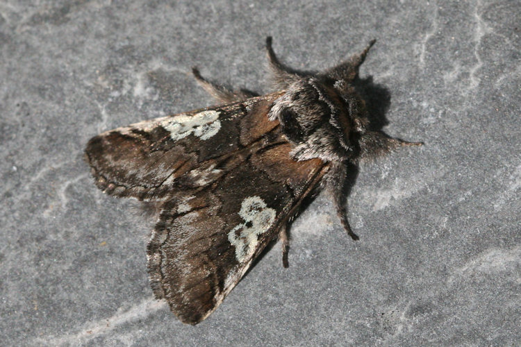 Diloba caeruleocephala: Bild 10