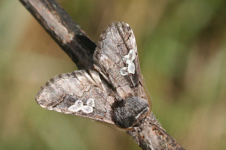 Diloba caeruleocephala: Bild 13