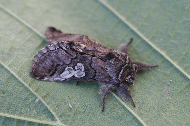 Diloba caeruleocephala: Bild 14