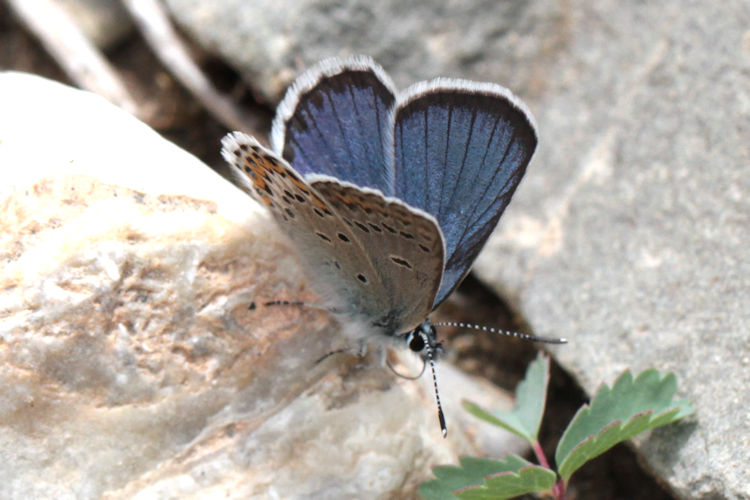 Plebejus idas altarmena: Bild 1