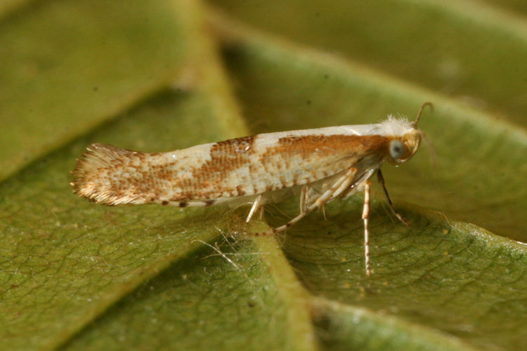 Argyresthia pruniella: Bild 8