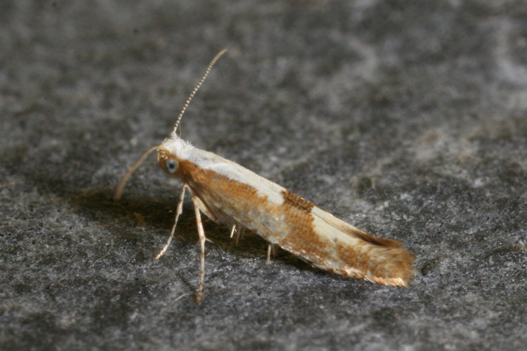 Argyresthia pruniella: Bild 9