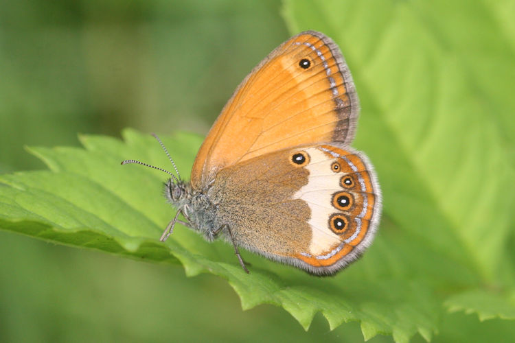 Coenonympha arcania: Bild 12